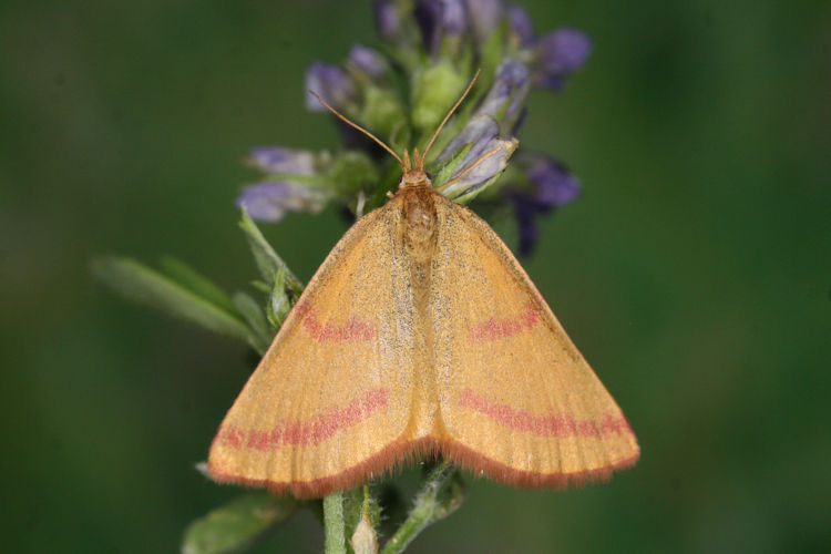 Lythria purpuraria: Bild 12