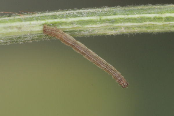 Idaea aureolaria: Bild 9