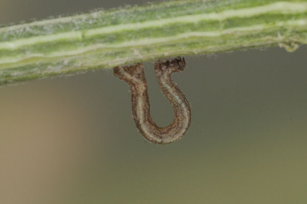 Idaea aureolaria: Bild 10