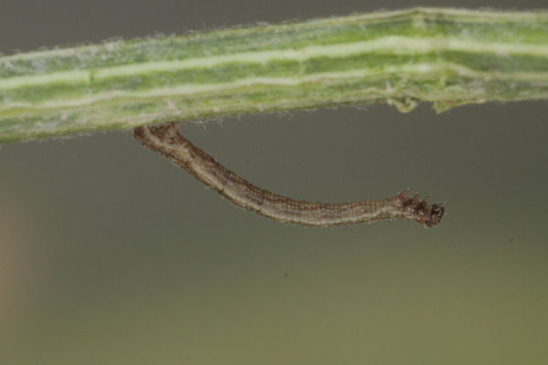 Idaea aureolaria: Bild 11