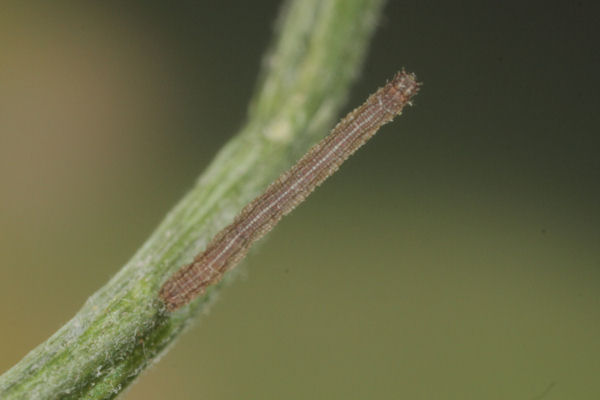 Idaea aureolaria: Bild 12