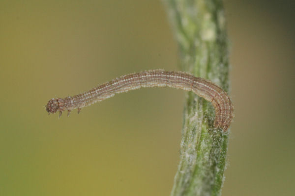 Idaea aureolaria: Bild 13