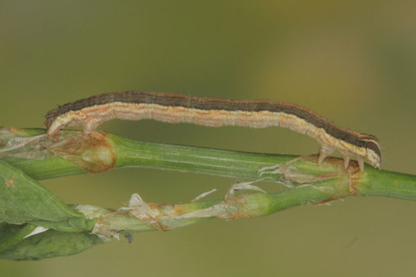 Lythria purpuraria: Bild 33