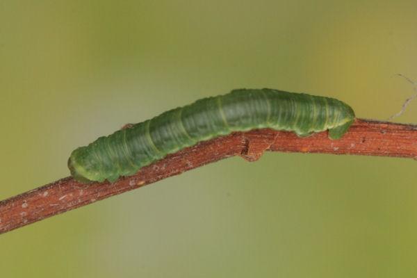 Eupithecia intricata: Bild 26