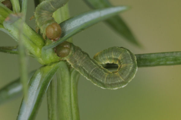 Eupithecia intricata: Bild 27