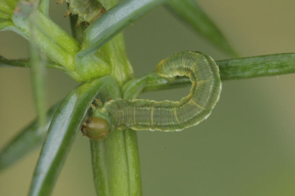 Eupithecia intricata: Bild 28