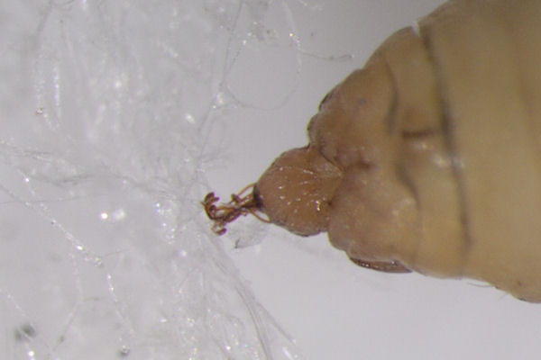 Lythria purpuraria: Bild 46