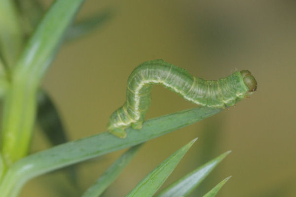 Eupithecia intricata: Bild 30