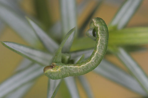 Eupithecia intricata: Bild 32