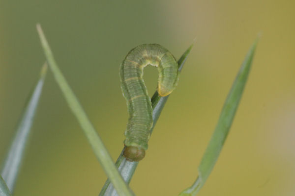 Eupithecia intricata: Bild 34