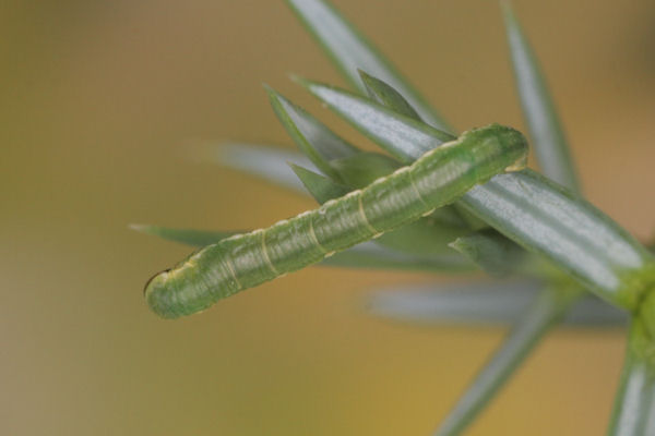 Eupithecia intricata: Bild 35