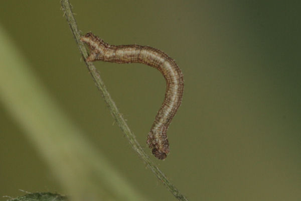 Idaea aureolaria: Bild 15