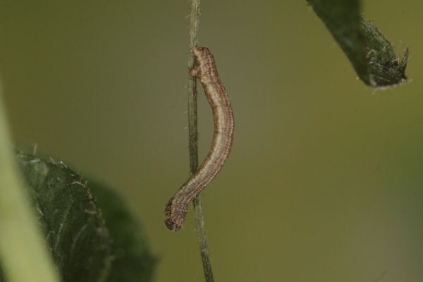 Idaea aureolaria: Bild 16