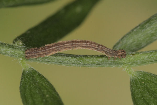 Idaea aureolaria: Bild 17