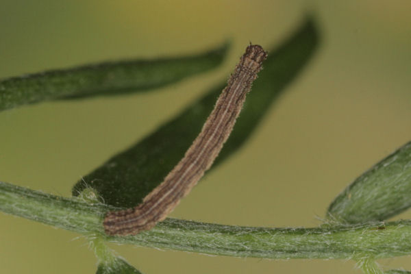 Idaea aureolaria: Bild 18