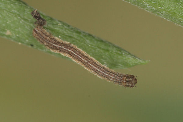 Idaea aureolaria: Bild 19