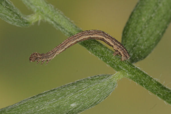 Idaea aureolaria: Bild 20