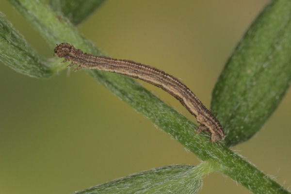 Idaea aureolaria: Bild 21