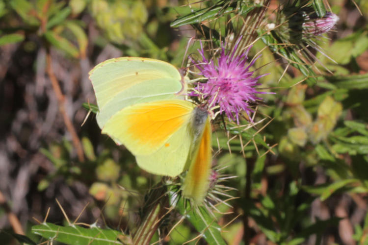 Gonepteryx cleopatra italica: Bild 2