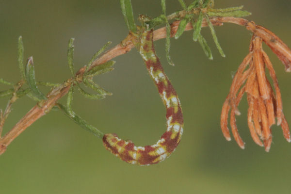 Eupithecia nanata: Bild 14