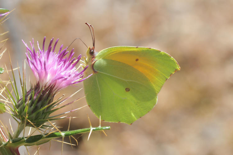 Gonepteryx cleopatra italica: Bild 18