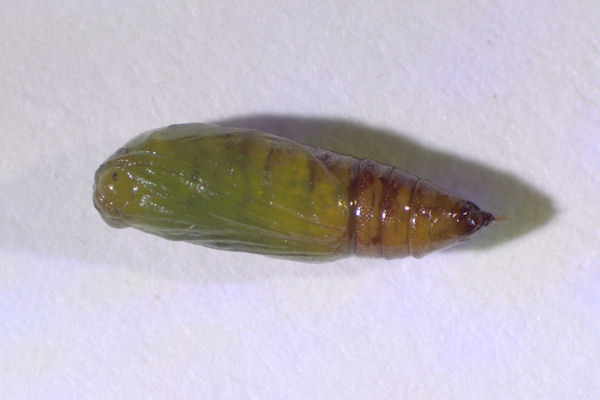 Eupithecia nanata: Bild 15
