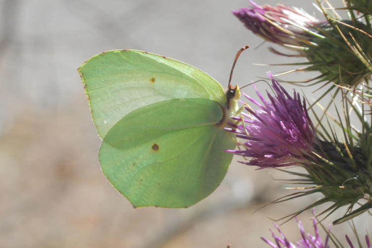 Gonepteryx cleopatra italica: Bild 24