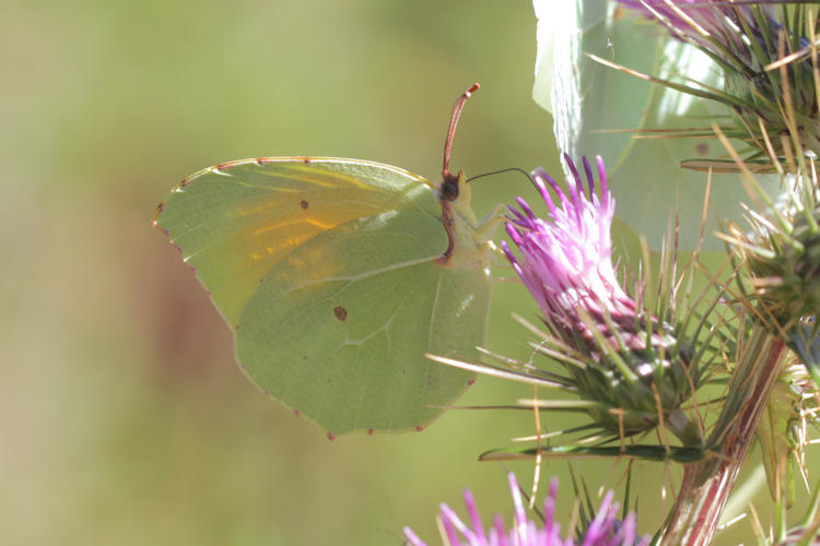 Gonepteryx cleopatra italica: Bild 19