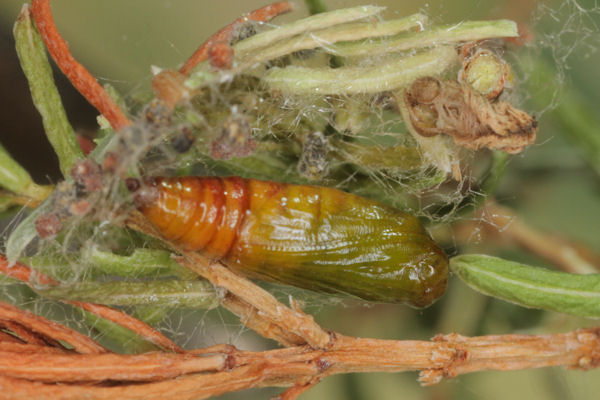 Eupithecia nanata: Bild 17