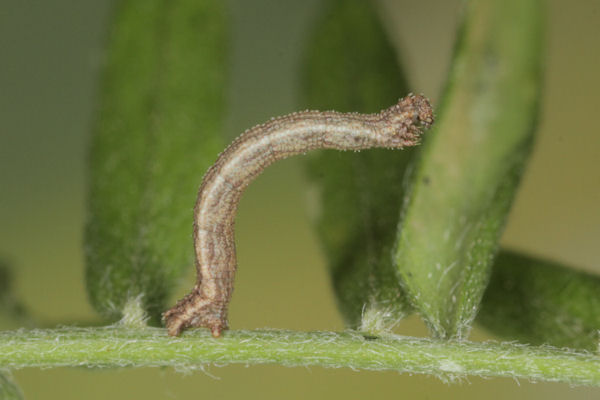 Idaea aureolaria: Bild 22