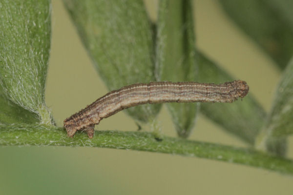 Idaea aureolaria: Bild 23