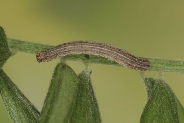 Idaea aureolaria: Bild 24