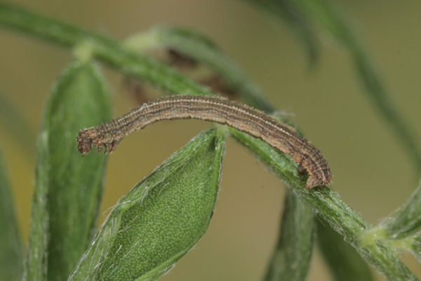 Idaea aureolaria: Bild 25