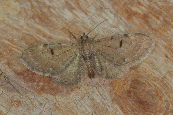 Eupithecia absinthiata: Bild 9
