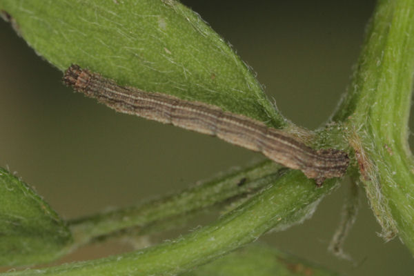 Idaea aureolaria: Bild 26