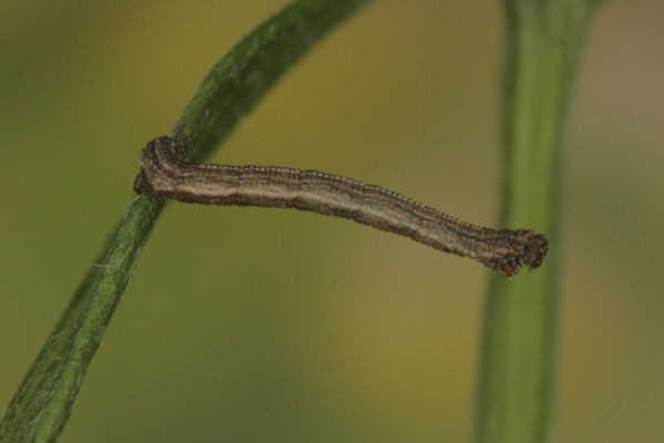 Idaea aureolaria: Bild 27