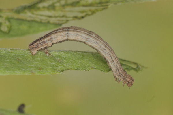 Idaea aureolaria: Bild 28