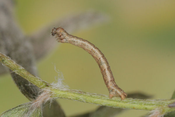 Idaea aureolaria: Bild 29