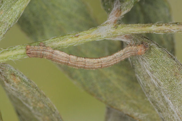 Idaea aureolaria: Bild 30