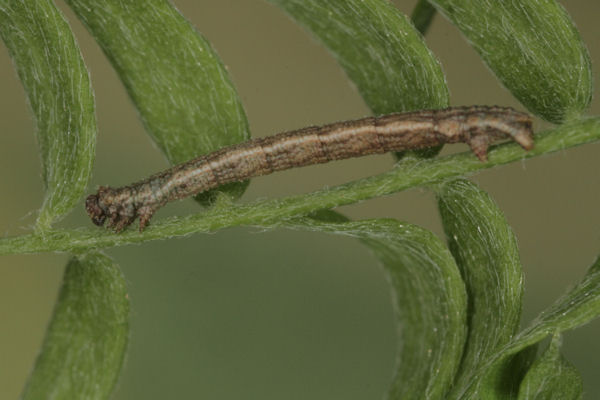 Idaea aureolaria: Bild 31