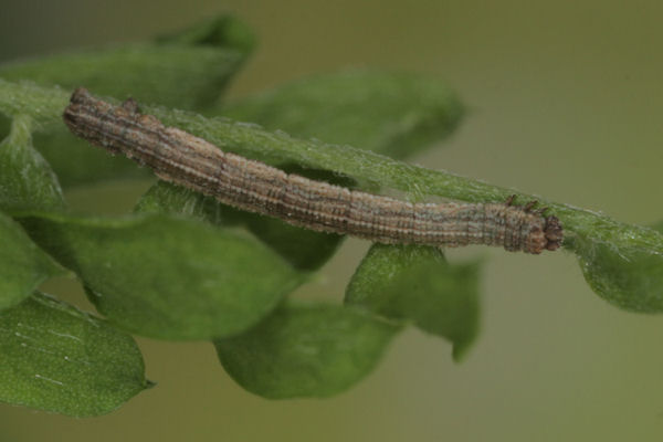 Idaea aureolaria: Bild 32