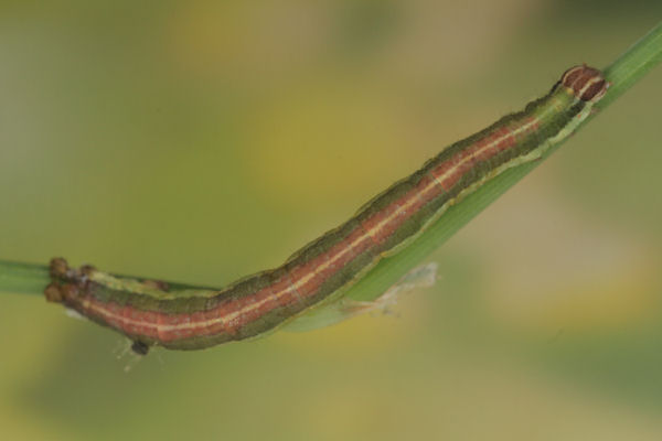 Lythria purpuraria: Bild 40