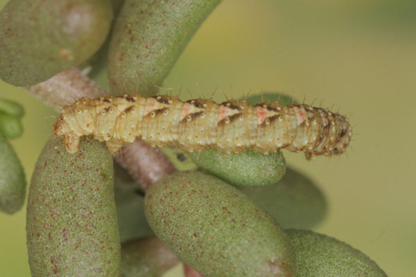 Entephria flavicinctata: Bild 6