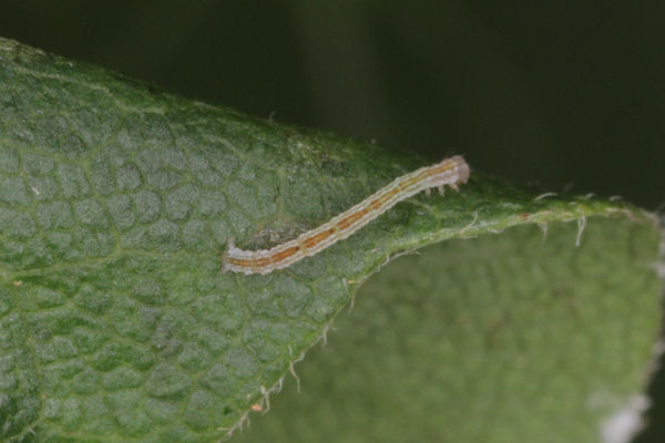 Cyclophora annularia: Bild 12