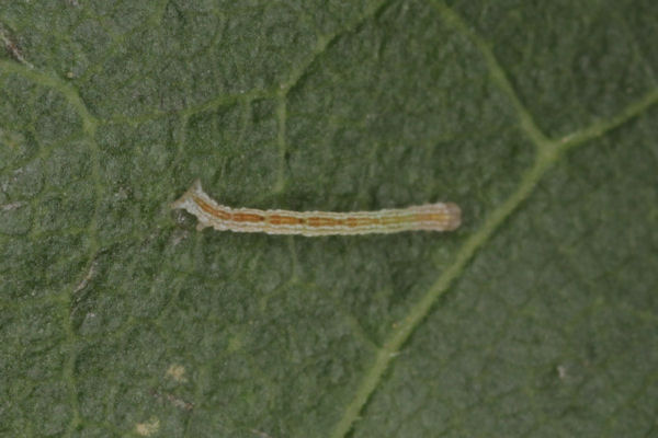 Cyclophora annularia: Bild 13