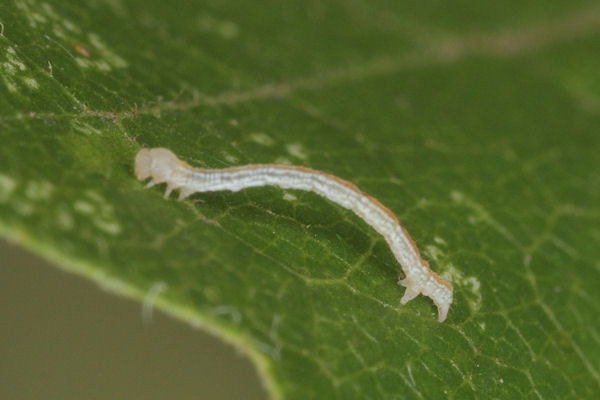 Cyclophora annularia: Bild 15