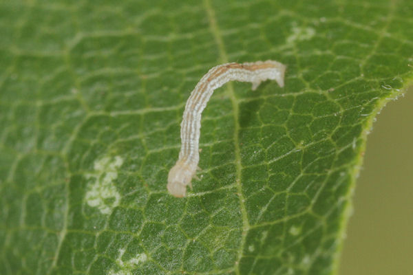 Cyclophora annularia: Bild 16