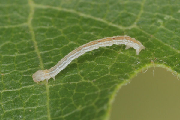 Cyclophora annularia: Bild 17