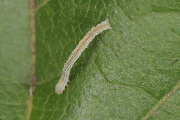 Cyclophora annularia: Bild 18