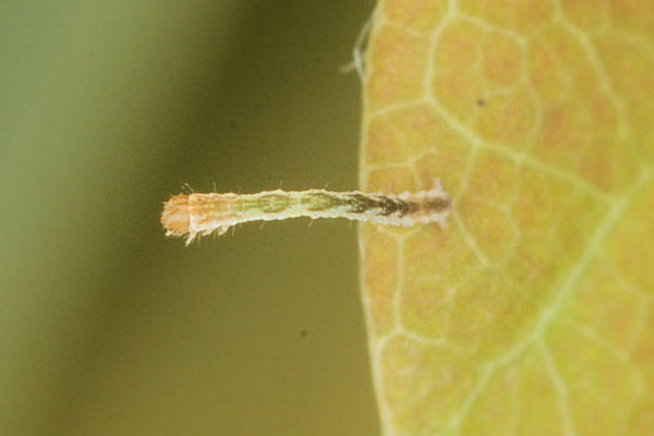 Cyclophora ruficiliaria: Bild 3